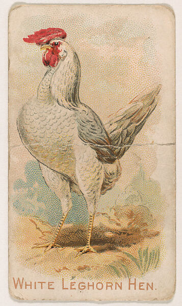 White Leghorn Hen, from the Zoo Fowls series (E31) issued by The Philadelphia Confections Co. to promote Zoo Caramels, Issued by The Philadelphia Confections Co., Commercial color lithograph 