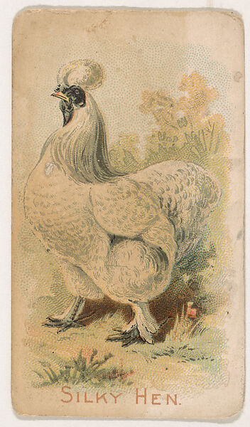 Silky Hen, from the Zoo Fowls series (E31) issued by The Philadelphia Confections Co. to promote Zoo Caramels, Issued by The Philadelphia Confections Co., Commercial color lithograph 