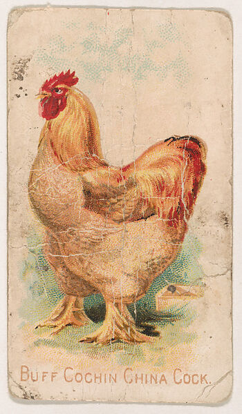 Buff Cochin China Cock, from the Zoo Fowls series (E31) issued by The Philadelphia Confections Co. to promote Zoo Caramels, Issued by The Philadelphia Confections Co., Commercial color lithograph 