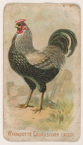 Wyandotte Cock (SIlver Laced), from the Zoo Fowls series (E31) issued by The Philadelphia Confections Co. to promote Zoo Caramels, Issued by The Philadelphia Confections Co., Commercial color lithograph 