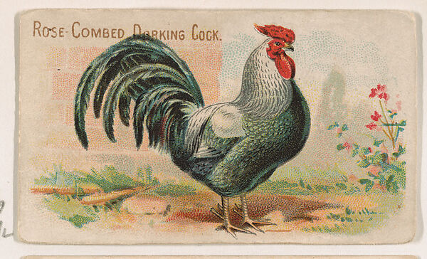 Rose-Combed Dorking Cock, from the Zoo Fowls series (E31) issued by The Philadelphia Confections Co. to promote Zoo Caramels, Issued by The Philadelphia Confections Co., Commercial color lithograph 