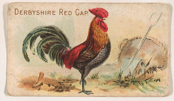 Derbyshire Red Cap, from the Zoo Fowls series (E31) issued by The Philadelphia Confections Co. to promote Zoo Caramels, Issued by The Philadelphia Confections Co., Commercial color lithograph 