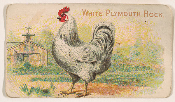 White Plymouth Rock, from the Zoo Fowls series (E31) issued by The Philadelphia Confections Co. to promote Zoo Caramels, Issued by The Philadelphia Confections Co., Commercial color lithograph 