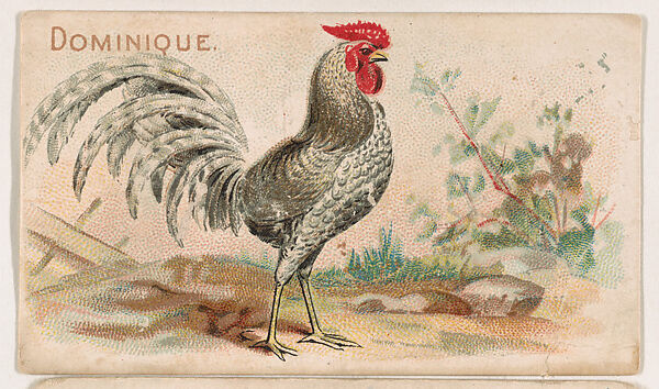Dominique, from the Zoo Fowls series (E31) issued by The Philadelphia Confections Co. to promote Zoo Caramels, Issued by The Philadelphia Confections Co., Commercial color lithograph 