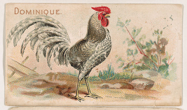 Dominique, from the Zoo Fowls series (E31) issued by The Philadelphia Confections Co. to promote Zoo Caramels, Issued by The Philadelphia Confections Co., Commercial color lithograph