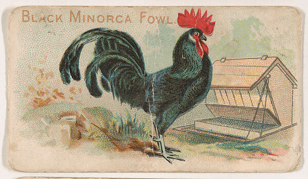 Black Minorca Fowl, from the Zoo Fowls series (E31) issued by The Philadelphia Confections Co. to promote Zoo Caramels, Issued by The Philadelphia Confections Co., Commercial color lithograph 