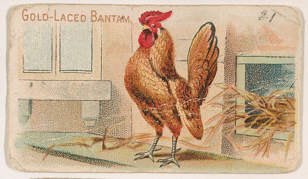 Gold-Laced Bantams, from the Zoo Fowls series (E31) issued by The Philadelphia Confections Co. to promote Zoo Caramels, Issued by The Philadelphia Confections Co., Commercial color lithograph 