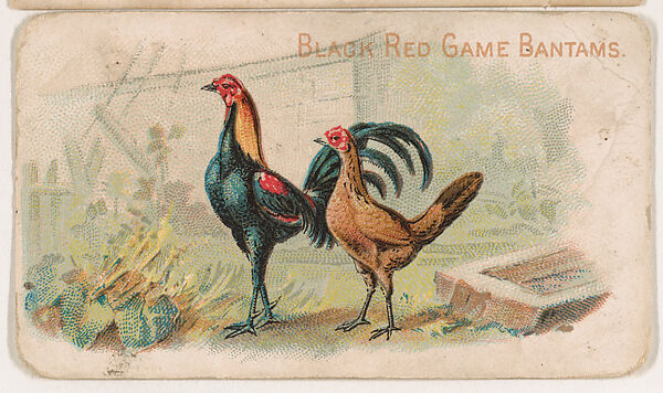 Black Red Game Bantams, from the Zoo Fowls series (E31) issued by The Philadelphia Confections Co. to promote Zoo Caramels, Issued by The Philadelphia Confections Co., Commercial color lithograph 