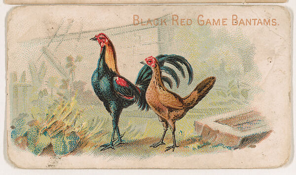 Black Red Game Bantams, from the Zoo Fowls series (E31) issued by The Philadelphia Confections Co. to promote Zoo Caramels