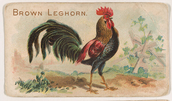 Brown Leghorn, from the Zoo Fowls series (E31) issued by The Philadelphia Confections Co. to promote Zoo Caramels, Issued by The Philadelphia Confections Co., Commercial color lithograph 