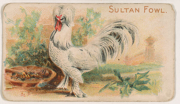 Sultan Fowl, from the Zoo Fowls series (E31) issued by The Philadelphia Confections Co. to promote Zoo Caramels, Issued by The Philadelphia Confections Co., Commercial color lithograph 