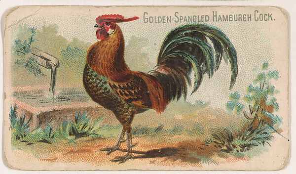 Golden-Spangled Hamburgh Cock, from the Zoo Fowls series (E31) issued by The Philadelphia Confections Co. to promote Zoo Caramels, Issued by The Philadelphia Confections Co., Commercial color lithograph 