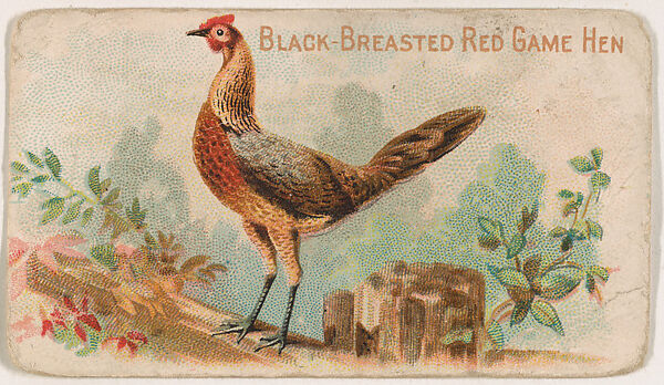 Black-Breasted Red Game Hen, from the Zoo Fowls series (E31) issued by The Philadelphia Confections Co. to promote Zoo Caramels, Issued by The Philadelphia Confections Co., Commercial color lithograph 