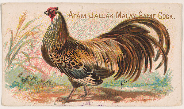 Ayam Jallak Malay Game Cock, from the Zoo Fowls series (E31) issued by The Philadelphia Confections Co. to promote Zoo Caramels, Issued by The Philadelphia Confections Co., Commercial color lithograph 