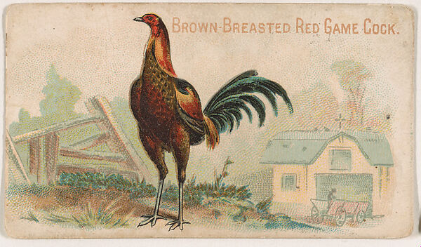 Brown-Breasted Red Game Cock, from the Zoo Fowls series (E31) issued by The Philadelphia Confections Co. to promote Zoo Caramels, Issued by The Philadelphia Confections Co., Commercial color lithograph