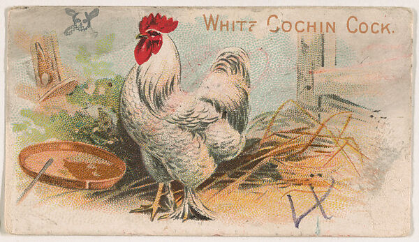 White Cochin Cock, from the Zoo Fowls series (E31) issued by The Philadelphia Confections Co. to promote Zoo Caramels, Issued by The Philadelphia Confections Co., Commercial color lithograph 