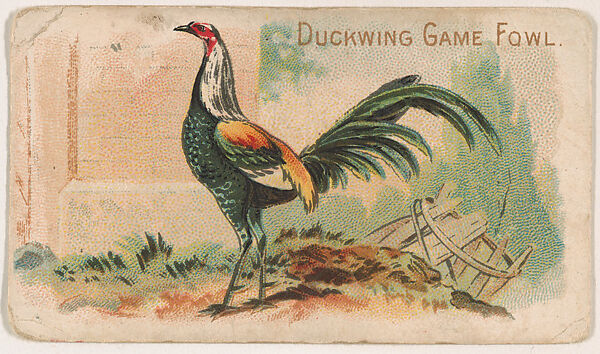Duckwing Game Fowl, from the Zoo Fowls series (E31) issued by The Philadelphia Confections Co. to promote Zoo Caramels, Issued by The Philadelphia Confections Co., Commercial color lithograph 