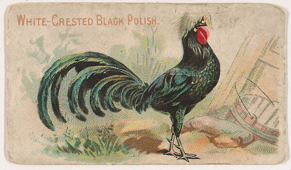 White-Crested Black Polish, from the Zoo Fowls series (E31) issued by The Philadelphia Confections Co. to promote Zoo Caramels, Issued by The Philadelphia Confections Co., Commercial color lithograph 