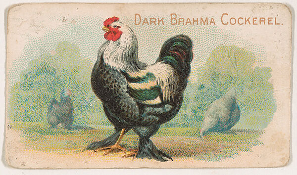 Dark Brahma Cockerel, from the Zoo Fowls series (E31) issued by The Philadelphia Confections Co. to promote Zoo Caramels, Issued by The Philadelphia Confections Co., Commercial color lithograph 