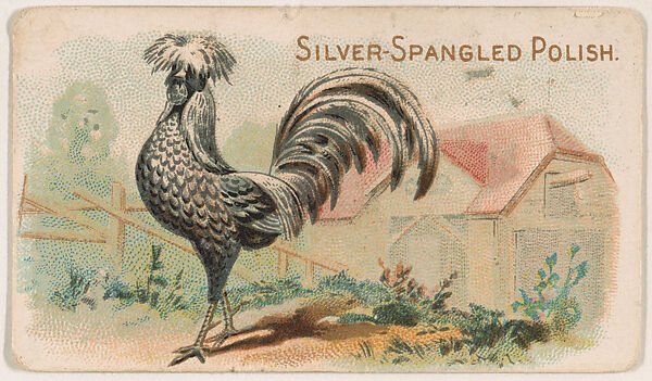 Silver-Spangled Polish, from the Zoo Fowls series (E31) issued by The Philadelphia Confections Co. to promote Zoo Caramels, Issued by The Philadelphia Confections Co., Commercial color lithograph 