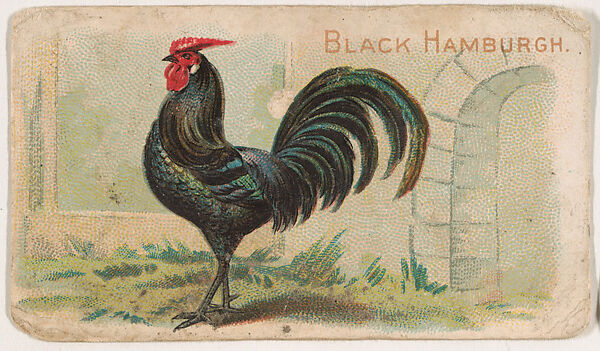 Black Hamburgh, from the Zoo Fowls series (E31) issued by The Philadelphia Confections Co. to promote Zoo Caramels, Issued by The Philadelphia Confections Co., Commercial color lithograph 