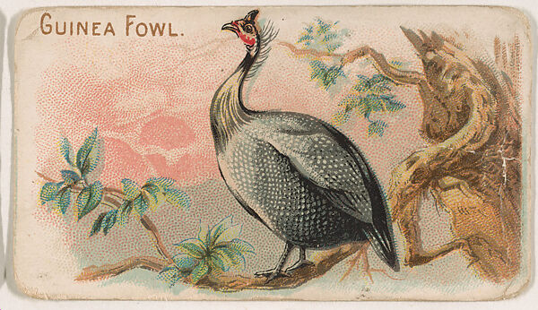 Guinea Fowl, from the Zoo Fowls series (E31) issued by The Philadelphia Confections Co. to promote Zoo Caramels, Issued by The Philadelphia Confections Co., Commercial color lithograph 