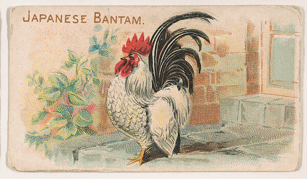 Japanese Bantam, from the Zoo Fowls series (E31) issued by The Philadelphia Confections Co. to promote Zoo Caramels, Issued by The Philadelphia Confections Co., Commercial color lithograph 