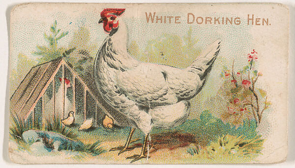 White Dorking Hen, from the Zoo Fowls series (E31) issued by The Philadelphia Confections Co. to promote Zoo Caramels, Issued by The Philadelphia Confections Co., Commercial color lithograph 