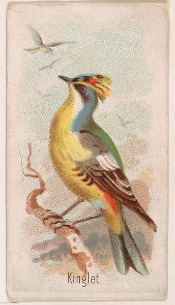 Kinglet, from the Zoo Birds series (E30) issued by The Philadelphia Confections Co. to promote Zoo Caramels, Issued by The Philadelphia Confections Co., Commercial color lithograph 