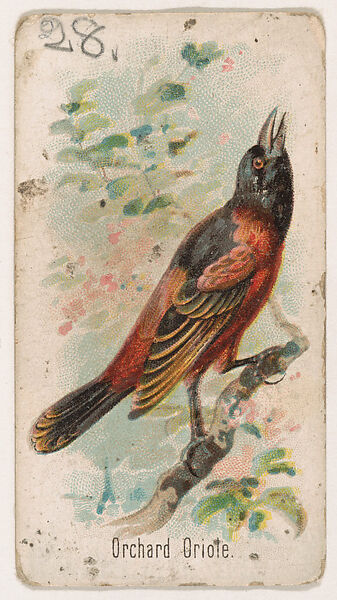 Orchard Oriole, from the Zoo Birds series (E30) issued by The Philadelphia Confections Co. to promote Zoo Caramels, Issued by The Philadelphia Confections Co., Commercial color lithograph 