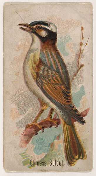 Chinese Bulbul, from the Zoo Birds series (E30) issued by The Philadelphia Confections Co. to promote Zoo Caramels, Issued by The Philadelphia Confections Co., Commercial color lithograph 
