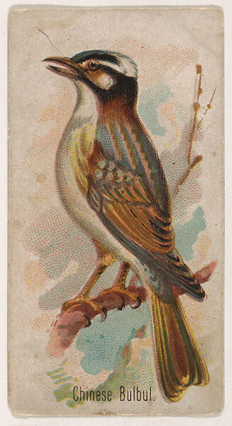 Chinese Bulbul, from the Zoo Birds series (E30) issued by The Philadelphia Confections Co. to promote Zoo Caramels, Issued by The Philadelphia Confections Co., Commercial color lithograph