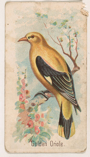 Golden Oriole, from the Zoo Birds series (E30) issued by The Philadelphia Confections Co. to promote Zoo Caramels, Issued by The Philadelphia Confections Co., Commercial color lithograph 