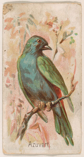 Azuvert, from the Zoo Birds series (E30) issued by The Philadelphia Confections Co. to promote Zoo Caramels, Issued by The Philadelphia Confections Co., Commercial color lithograph 