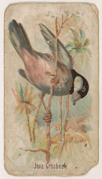 Java Grosbeak, from the Zoo Birds series (E30) issued by The Philadelphia Confections Co. to promote Zoo Caramels, Issued by The Philadelphia Confections Co., Commercial color lithograph 