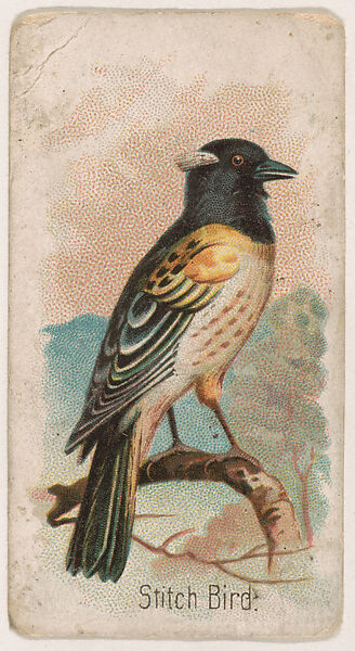 Stitch Bird, from the Zoo Birds series (E30) issued by The Philadelphia Confections Co. to promote Zoo Caramels, Issued by The Philadelphia Confections Co., Commercial color lithograph 