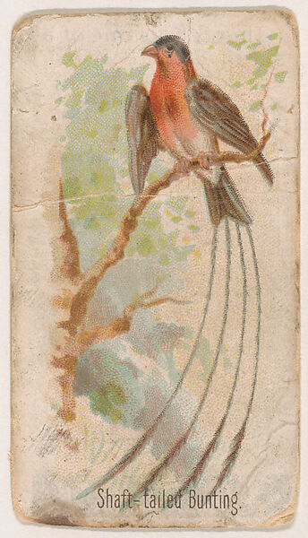 Shaft-tailed Bunting, from the Zoo Birds series (E30) issued by The Philadelphia Confections Co. to promote Zoo Caramels, Issued by The Philadelphia Confections Co., Commercial color lithograph 