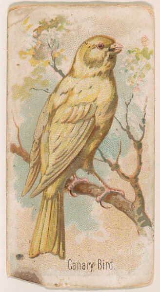 Canary Bird, from the Zoo Birds series (E30) issued by The Philadelphia Confections Co. to promote Zoo Caramels, Issued by The Philadelphia Confections Co., Commercial color lithograph 