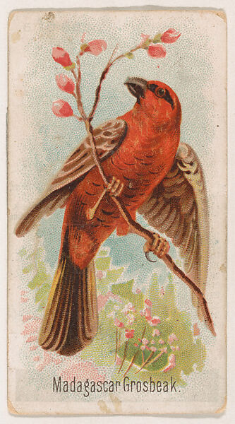 Madagascar Grosbeak, from the Zoo Birds series (E30) issued by The Philadelphia Confections Co. to promote Zoo Caramels, Issued by The Philadelphia Confections Co., Commercial color lithograph 