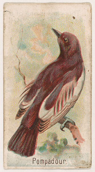 Pompadour, from the Zoo Birds series (E30) issued by The Philadelphia Confections Co. to promote Zoo Caramels, Issued by The Philadelphia Confections Co., Commercial color lithograph 