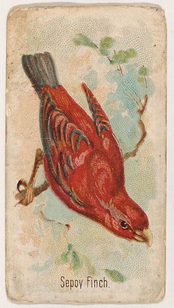 Sepoy Finch, from the Zoo Birds series (E30) issued by The Philadelphia Confections Co. to promote Zoo Caramels, Issued by The Philadelphia Confections Co., Commercial color lithograph 