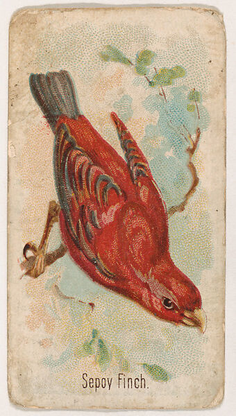 Sepoy Finch, from the Zoo Birds series (E30) issued by The Philadelphia Confections Co. to promote Zoo Caramels, Issued by The Philadelphia Confections Co., Commercial color lithograph