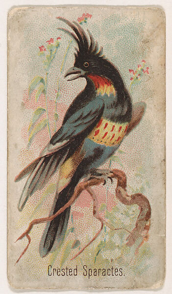 Crested Sparactes, from the Zoo Birds series (E30) issued by The Philadelphia Confections Co. to promote Zoo Caramels, Issued by The Philadelphia Confections Co., Commercial color lithograph 