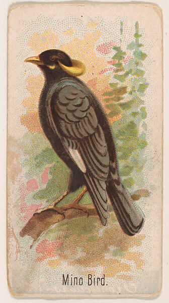 Mino Bird, from the Zoo Birds series (E30) issued by The Philadelphia Confections Co. to promote Zoo Caramels, Issued by The Philadelphia Confections Co., Commercial color lithograph 