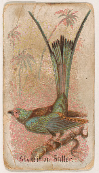 Abyssinian Roller, from the Zoo Birds series (E30) issued by The Philadelphia Confections Co. to promote Zoo Caramels, Issued by The Philadelphia Confections Co., Commercial color lithograph 
