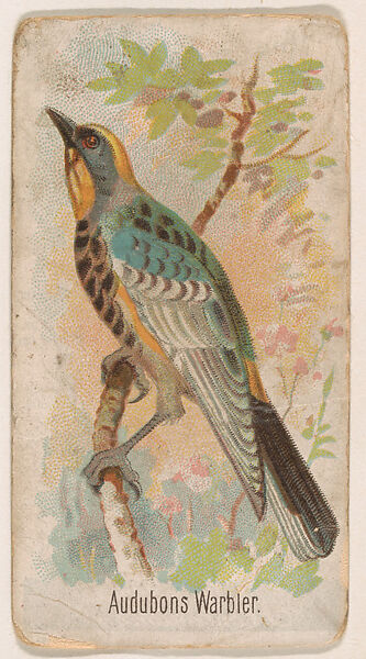 Audubons Warbler, from the Zoo Birds series (E30) issued by The Philadelphia Confections Co. to promote Zoo Caramels, Issued by The Philadelphia Confections Co., Commercial color lithograph 