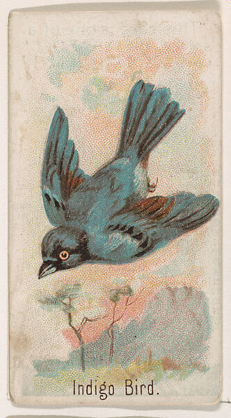 Indigo Bird, from the Zoo Birds series (E30) issued by The Philadelphia Confections Co. to promote Zoo Caramels, Issued by The Philadelphia Confections Co., Commercial color lithograph 