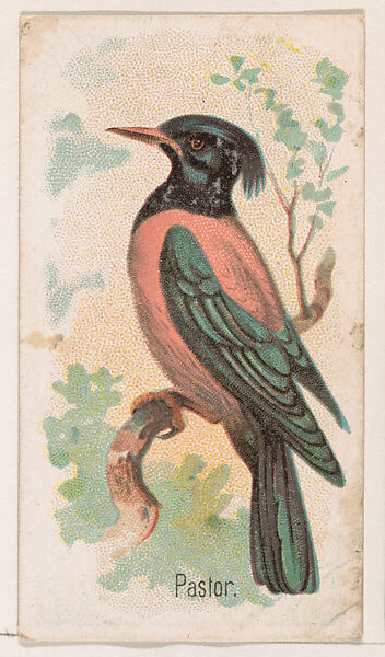 Pastor, from the Zoo Birds series (E30) issued by The Philadelphia Confections Co. to promote Zoo Caramels, Issued by The Philadelphia Confections Co., Commercial color lithograph 