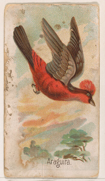 Araguira, from the Zoo Birds series (E30) issued by The Philadelphia Confections Co. to promote Zoo Caramels, Issued by The Philadelphia Confections Co., Commercial color lithograph 