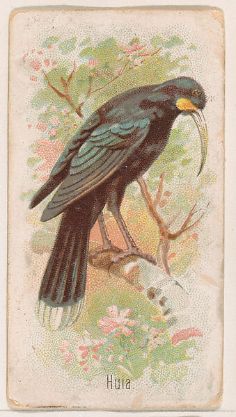 Huia, from the Zoo Birds series (E30) issued by The Philadelphia Confections Co. to promote Zoo Caramels, Issued by The Philadelphia Confections Co., Commercial color lithograph 
